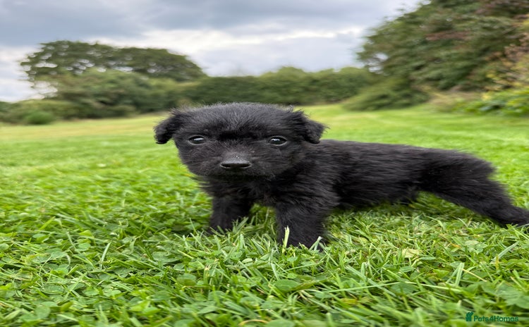 Patterdale Terrier dogs - Advert 11