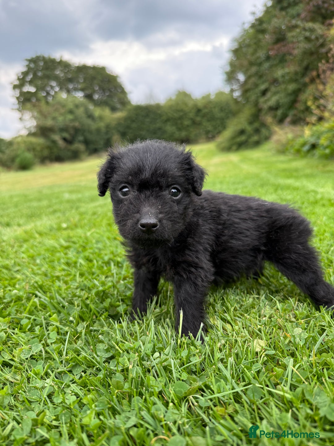 Patterdale Terrier dogs for sale: Patterdale Terrier Puppies - Image 1