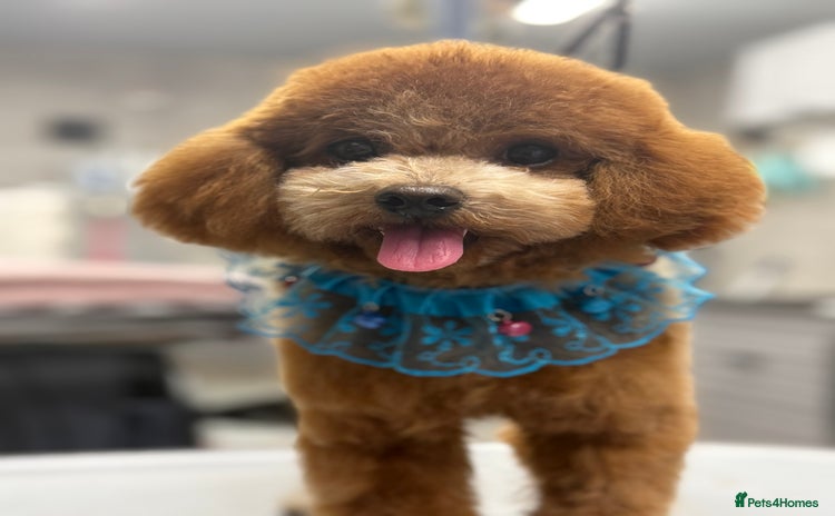 Toy Poodle dogs in Lanark - Advert 7