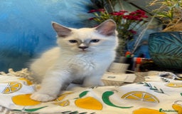 Ragdoll cats for sale: GORGEUS RAGDOLL KITTENS FOR SALE - Image 3
