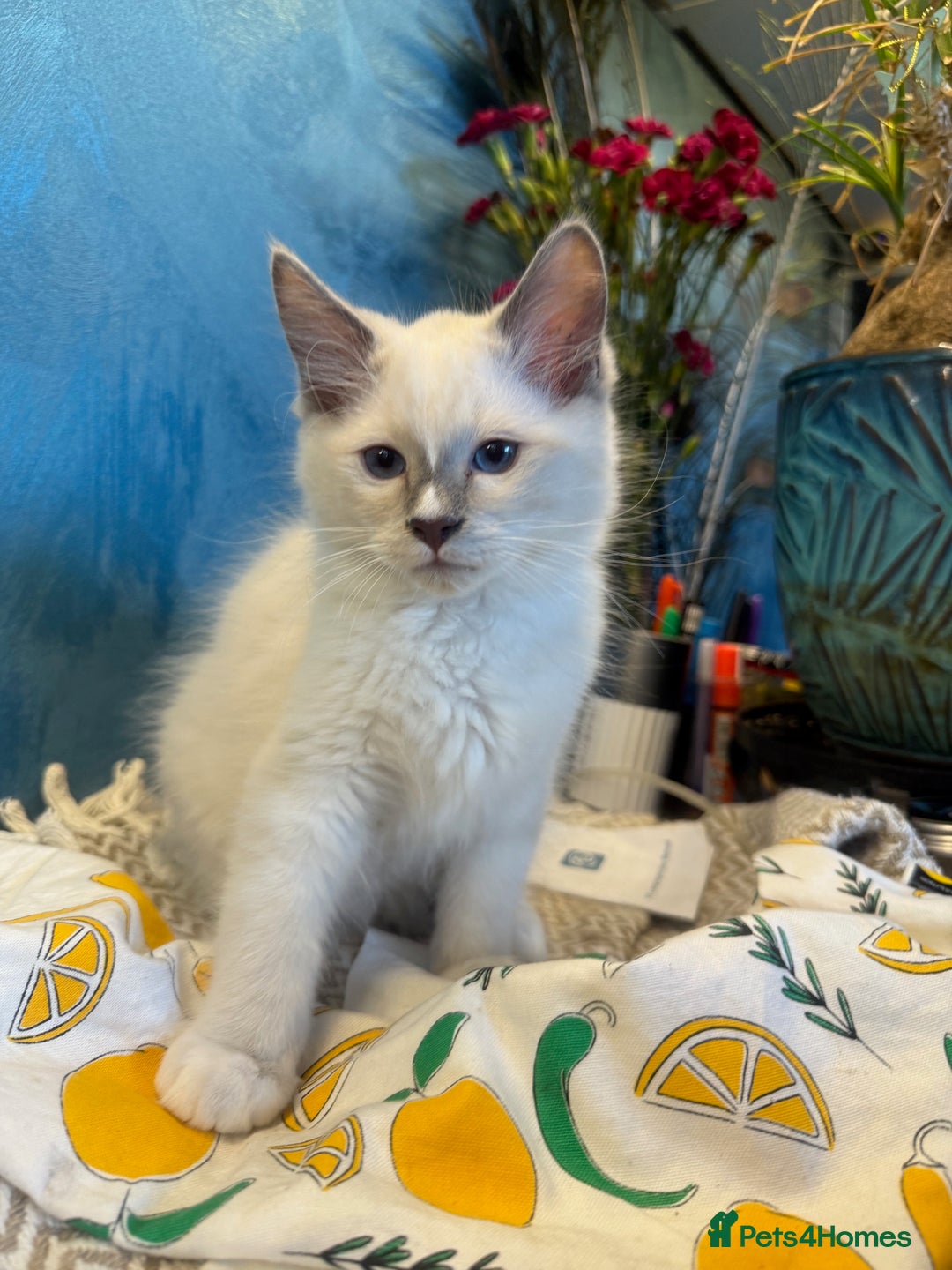 Ragdoll cats for sale: GORGEUS RAGDOLL KITTENS FOR SALE - Image 3