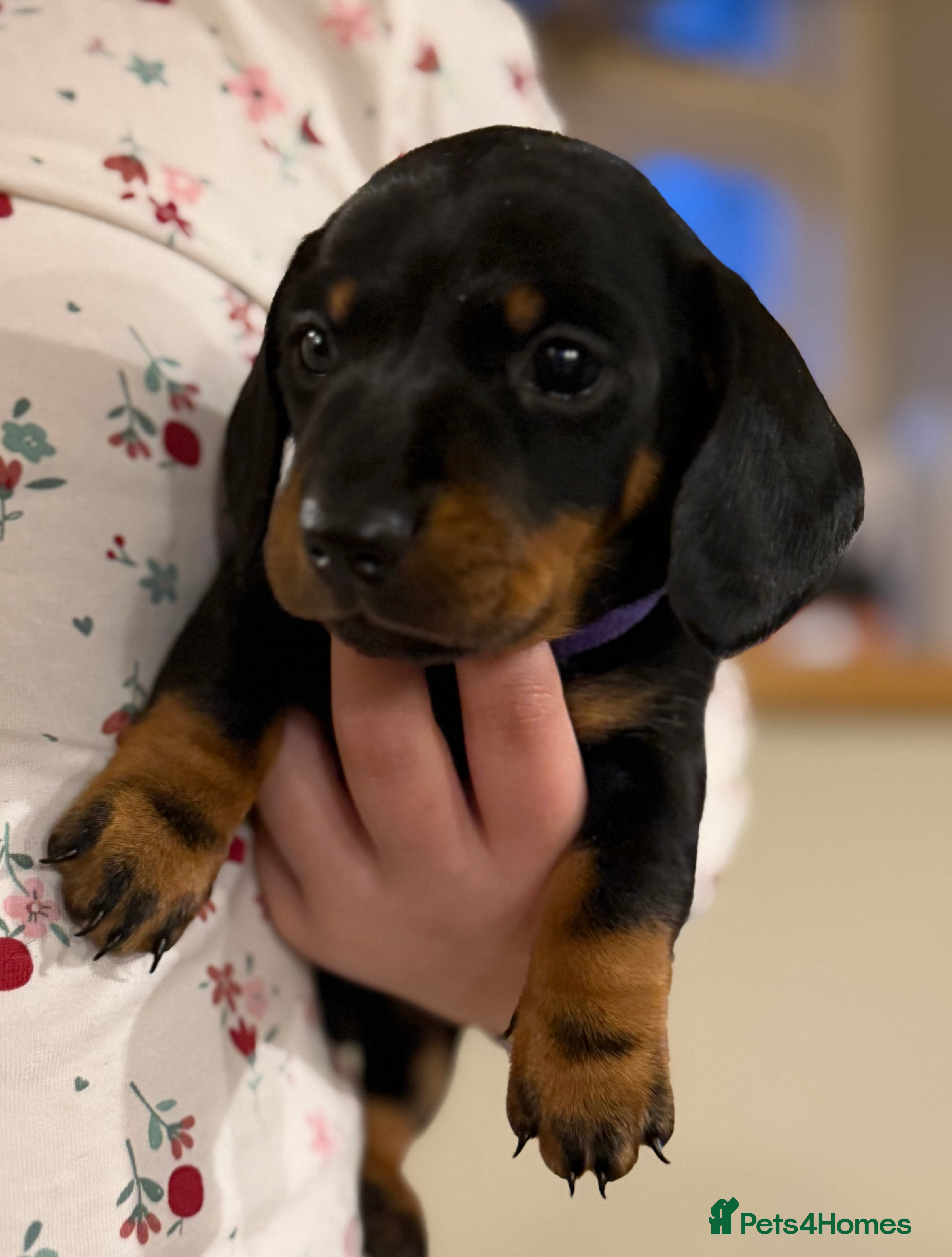 Miniature Dachshund dogs Meet Our Little Sausage Squad 🌭 - Advert 2