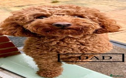 Labradoodle dogs for sale:  Adorable 🥰 Miniature Labradoodle Puppies F2B  - Image 36