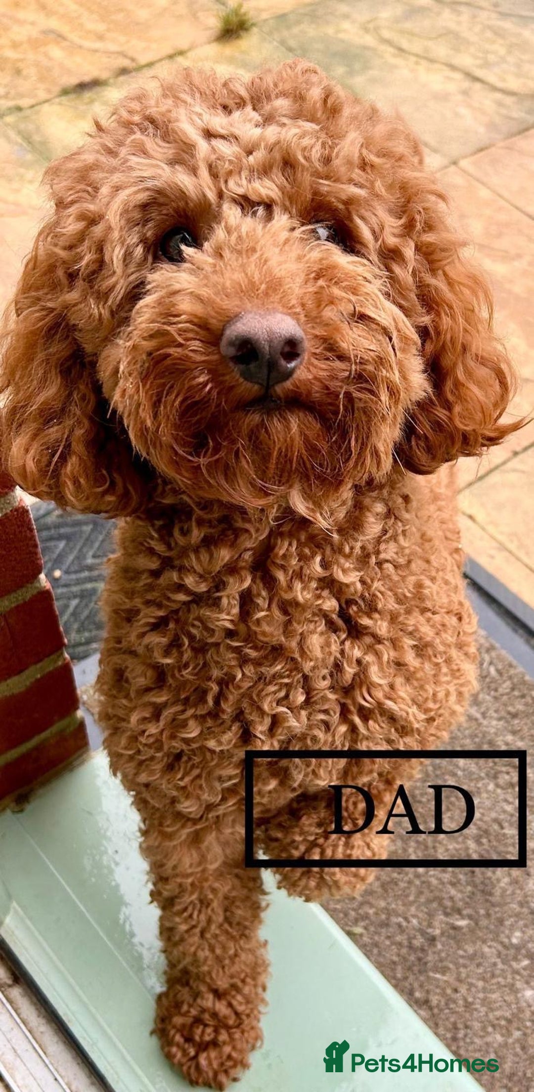 Labradoodle dogs for sale:  Adorable 🥰 Miniature Labradoodle Puppies F2B  - Image 36