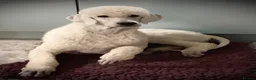 Standard Poodle dogs for stud: KC Cream Standard Poodle - Advert 5