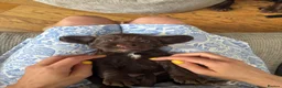 Cocker Spaniel dogs for sale: EXCEPTIONAL WORKING COCKER SPANIEL PUPPIES - Advert 11