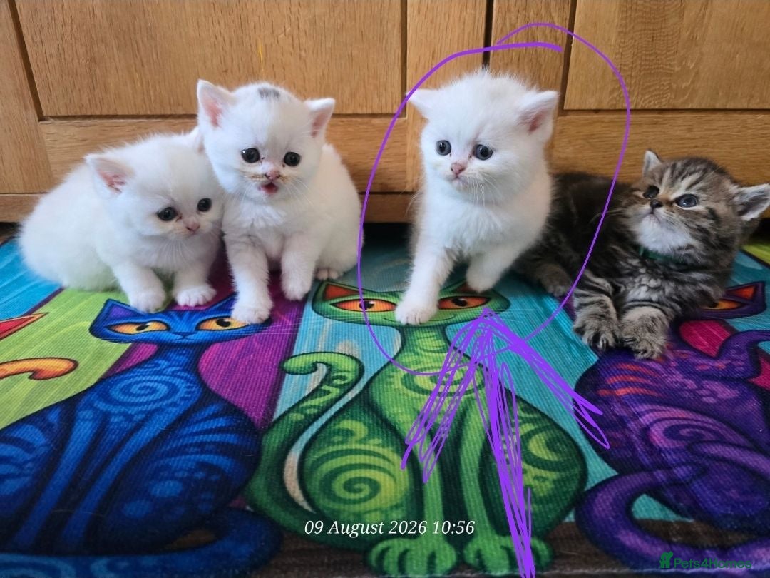 Exotic cats Persian/British Shorthaired cats - Advert 11