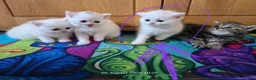 Exotic cats for sale: Persian/British Shorthaired cats - Advert 1