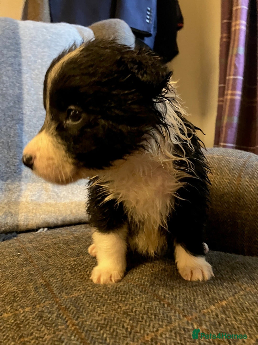 Border Collie dogs for sale: Border Collie Puppies  - Advert 16