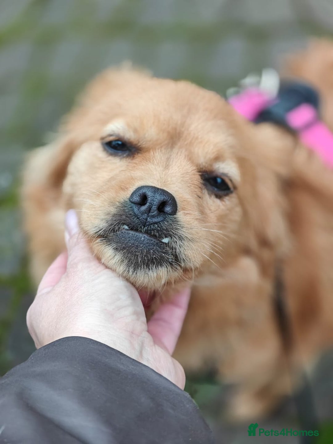 Mixed Breed dogs for adoption: 💖🐶 SILVIA 🐶💖 - Advert 11