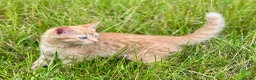 Mixed Breed cats for sale: 2 Gorgeous Ginger Male Kittens - Advert 11