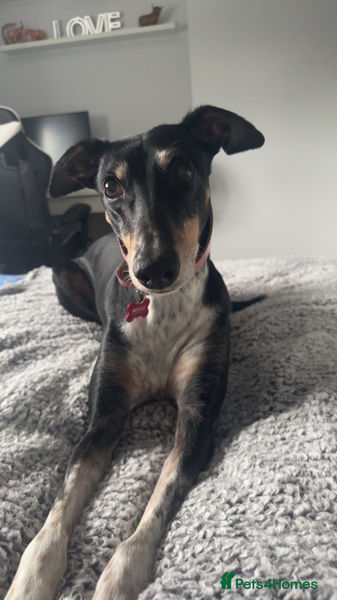 Mixed Breed dogs for sale: Milly  - Advert 2