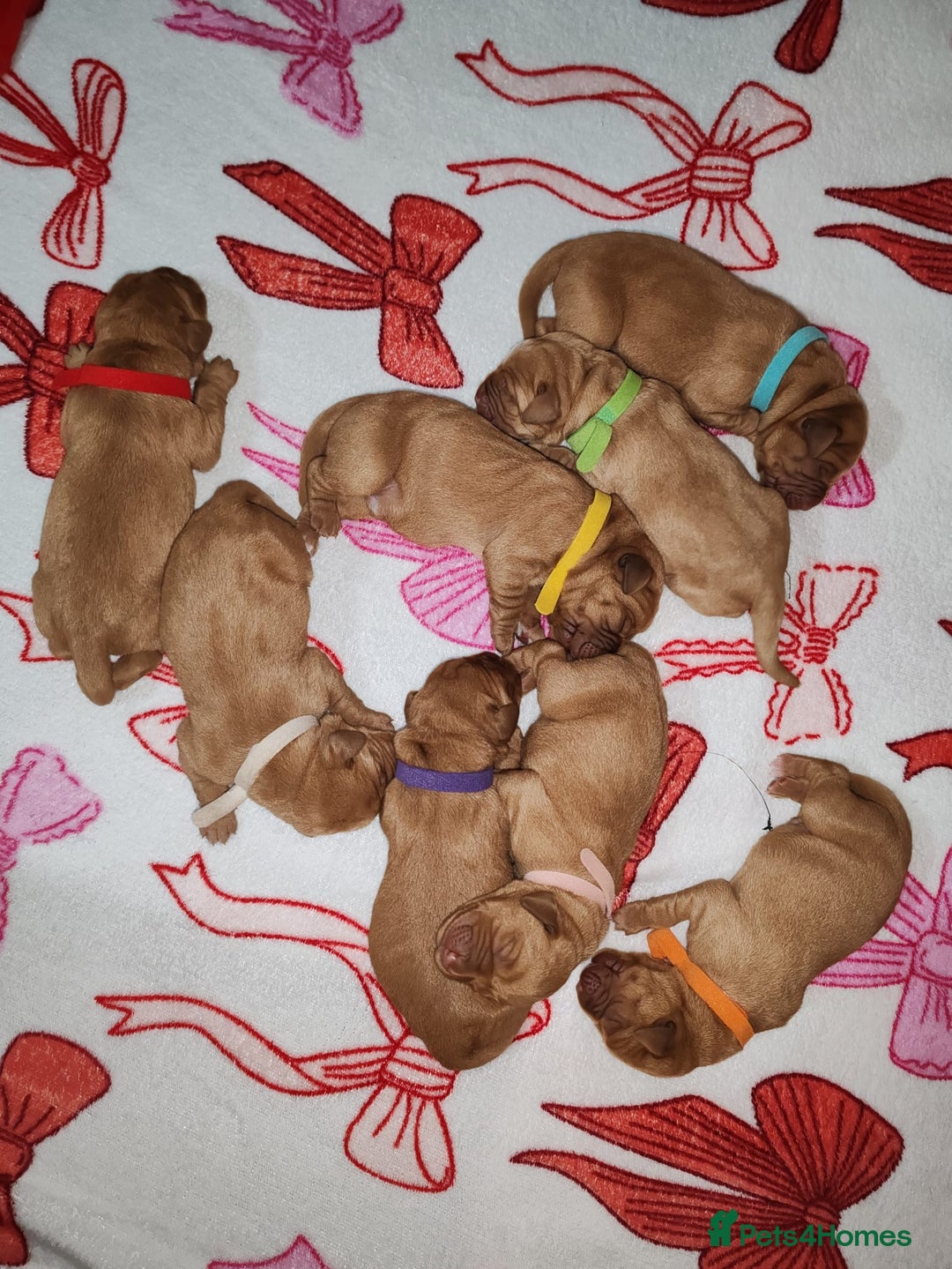 Labrador Retriever dogs for sale: Labrador Puppies (FOX RED) 5 Boys Available  - Advert 5