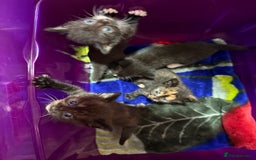 Mixed Breed cats for sale: Mix breed kittens for sale - Image 12