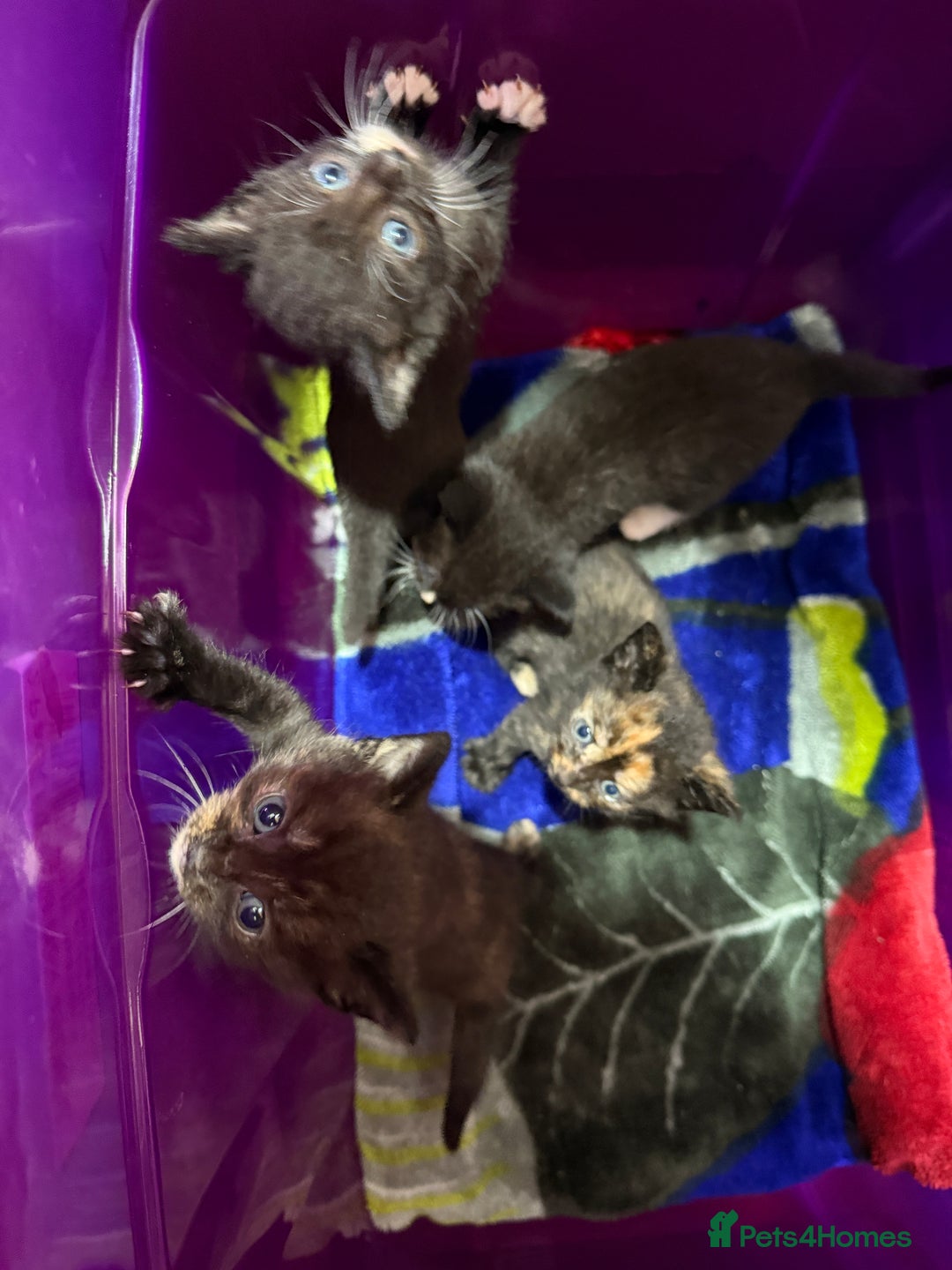 Mixed Breed cats for sale: Mix breed kittens for sale - Image 12