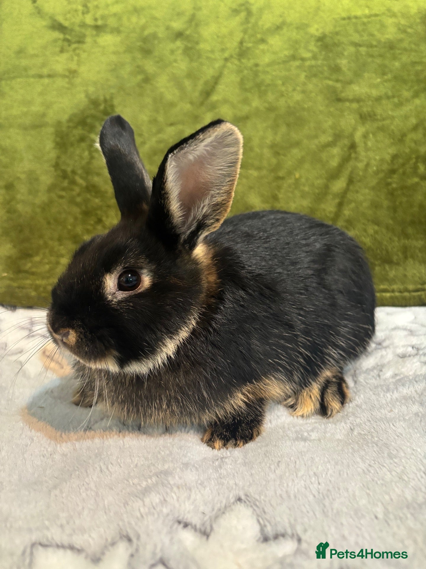 Mixed Breed rabbits 3 mini lop cross 1 female 2 male - Advert 1