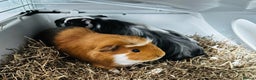 Guinea Pig rodents for sale: Two baby male guinea pigs and cage  - Advert 6