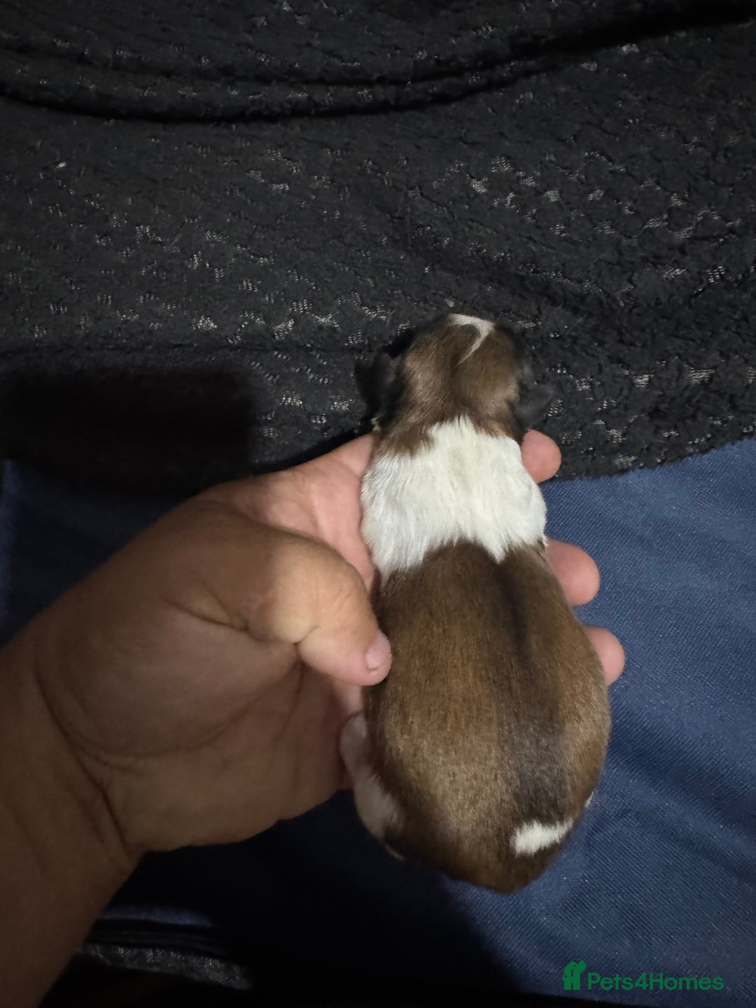 Mixed Breed dogs for sale: Single born beautiful male Shih Apso - Image 1