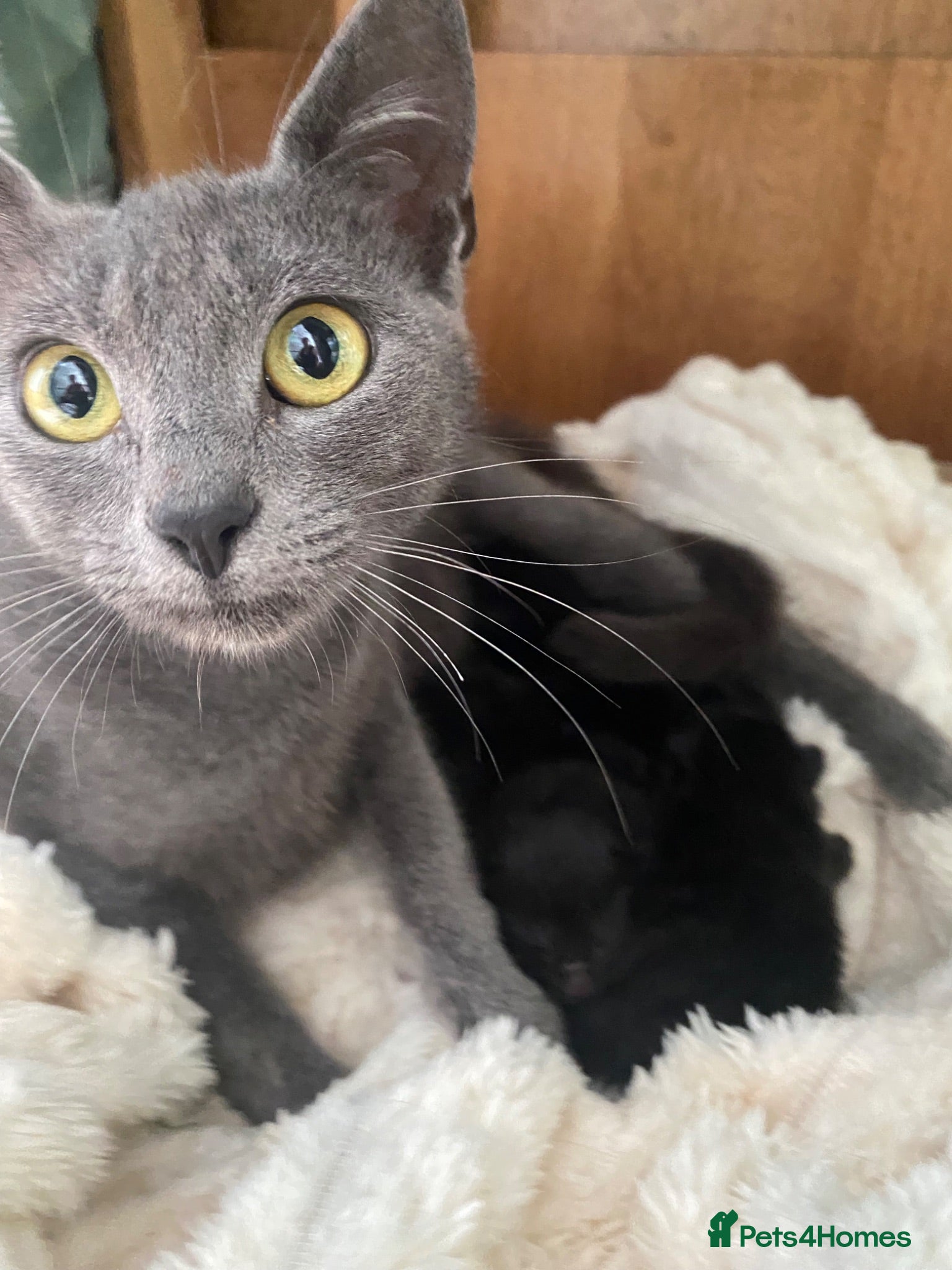 British Shorthair cats 4 kittens (grey/black) - Advert 1