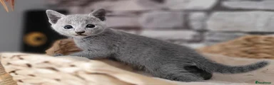 Russian Blue 1