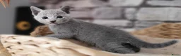 Russian Blue cats for sale: Pure Russian Blue kittens for sale 💙  - Advert 12