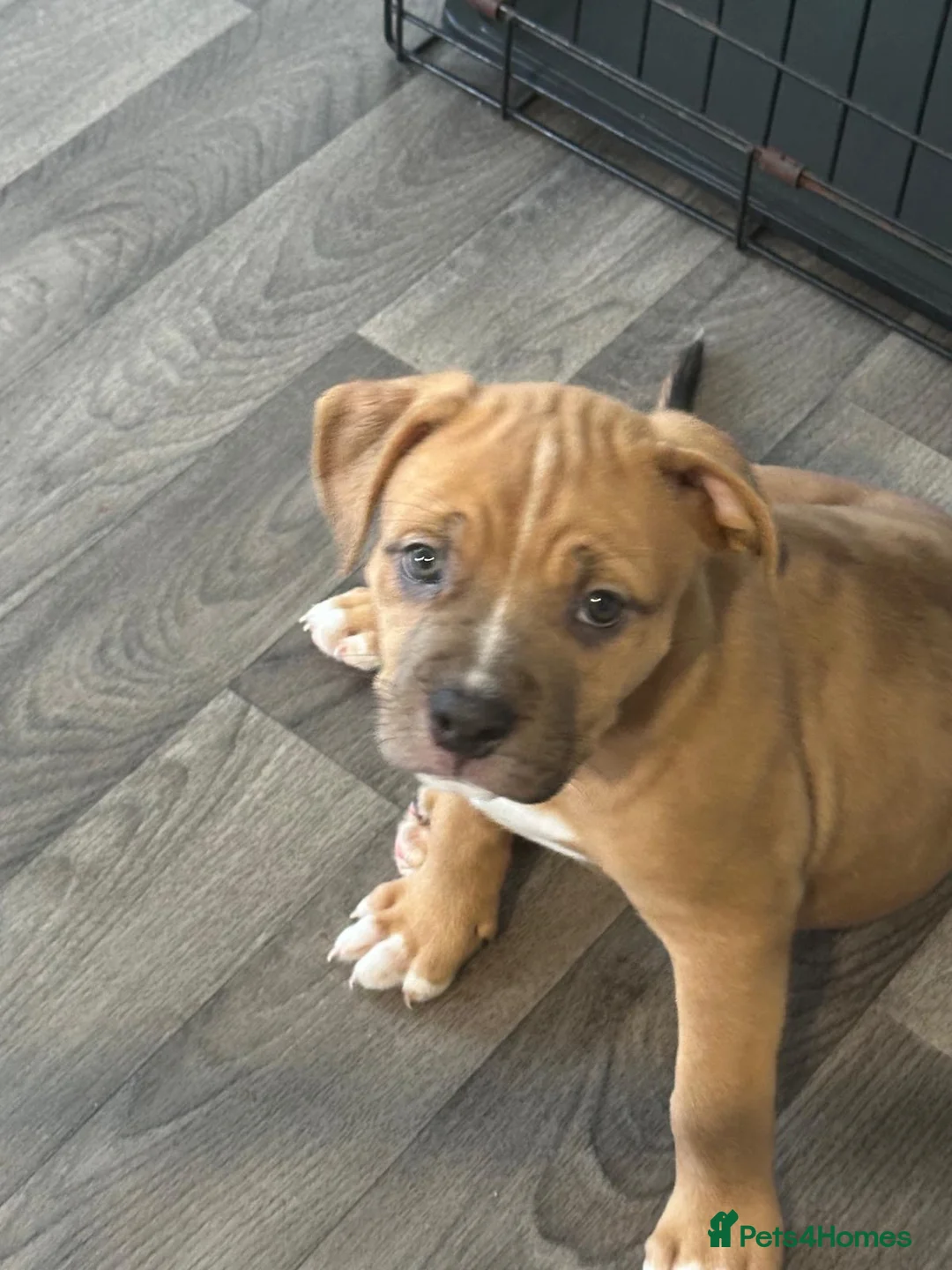Mixed Breed dogs for sale: American Bulldog X Bullmastiff in Northampton - Advert 2