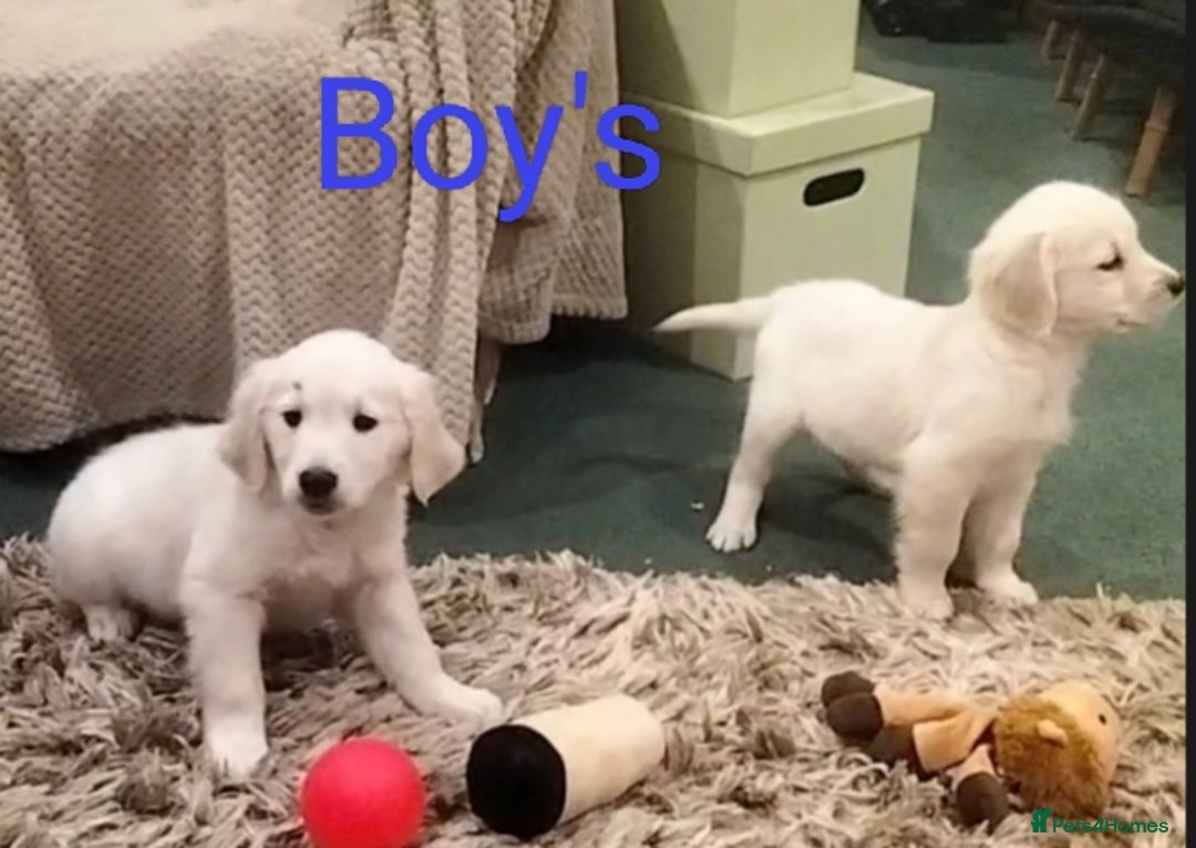 Golden Retriever dogs for sale: GOLDEN RETRIEVER PUPS - Advert 10