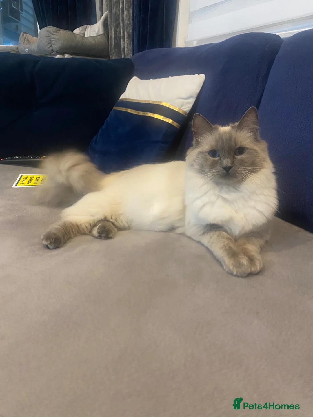 Ragdoll cats for sale: Beautiful Ragdoll - Advert 1