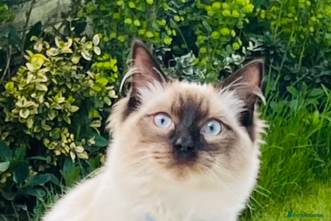 Ragdoll cats for stud: Ragdoll for stud Proven TICA&GCCF Registered💙 in Bristol - Advert 1