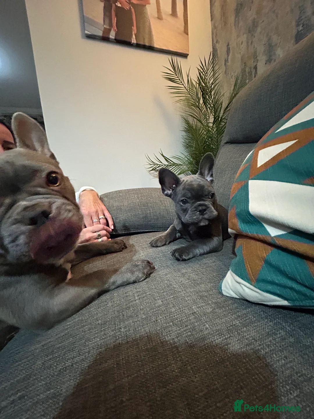 French Bulldog dogs for sale: Kc registered girl ready to go now - Advert 35