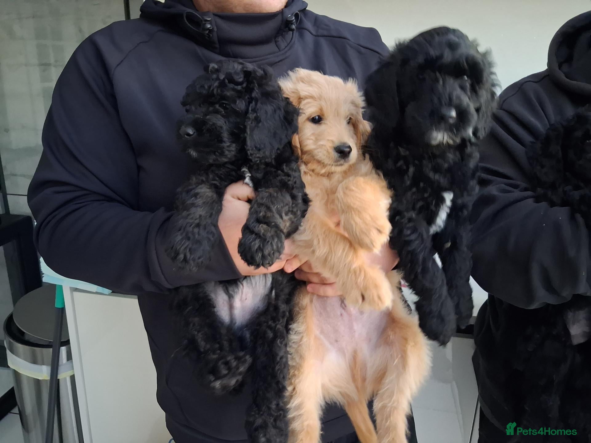 Goldendoodle dogs  Medium Goldendoodle puppies - Advert 2