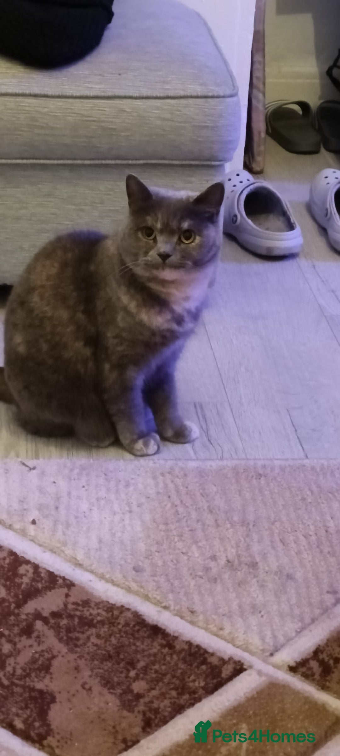 Persian cats for sale: Persian blue - Advert 10