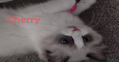 Ragdoll cats - Advert 10