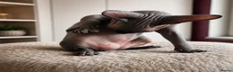 Sphynx cats for sale: Stunning Sphynx boy kitten TICA & GCCF  - Advert 15