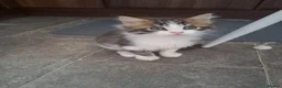 Mixed Breed cats for sale: 2 beautiful mix kittens 🤩Ready now  - Advert 7