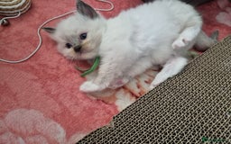 Ragdoll cats for sale: Beautiful Ragdoll Kittens, GCCF & Tica Registered - Image 4