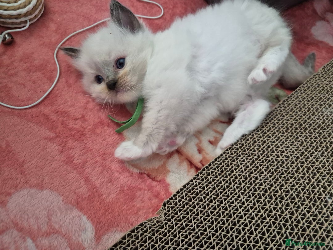 Ragdoll cats for sale: Beautiful Ragdoll Kittens, GCCF & Tica Registered - Image 4