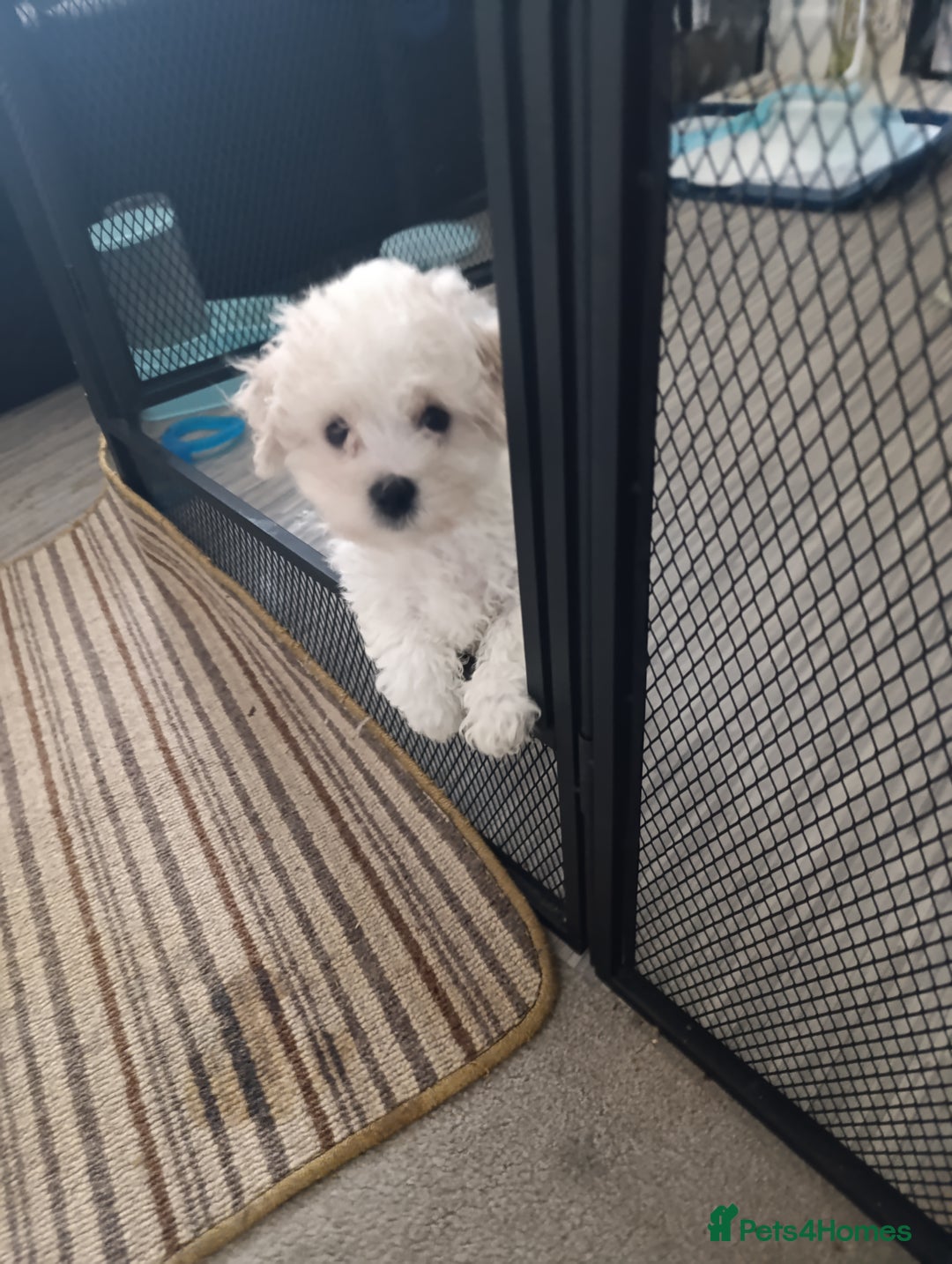 Bichon Frise dogs for sale: BISHON FRISE - Advert 3