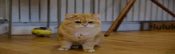 British Shorthair cats for sale: Rehome a 2 years old BSH golden male - Advert 9
