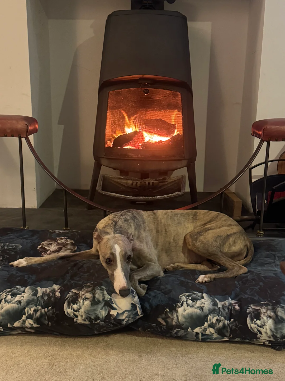 Whippet dogs for sale: Top quality KC registered Whippet pups - Advert 14