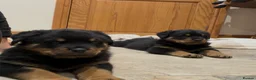 Rottweiler dogs for sale: READY NOW 2 female Rottweiler puppies - Advert 21