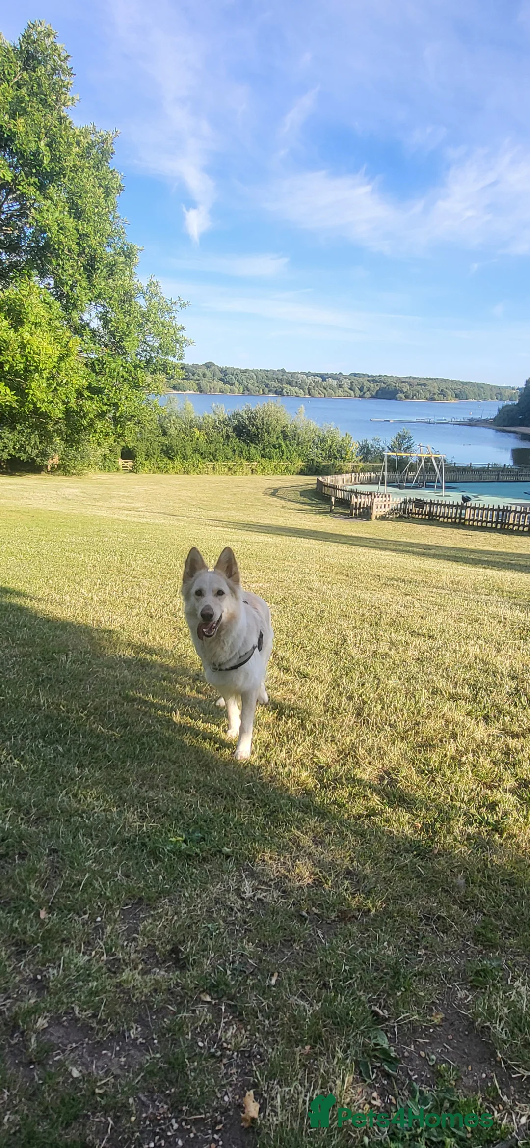 German Shepherd dogs for sale: Beautiful long haired German shepherd girl   - Advert 3