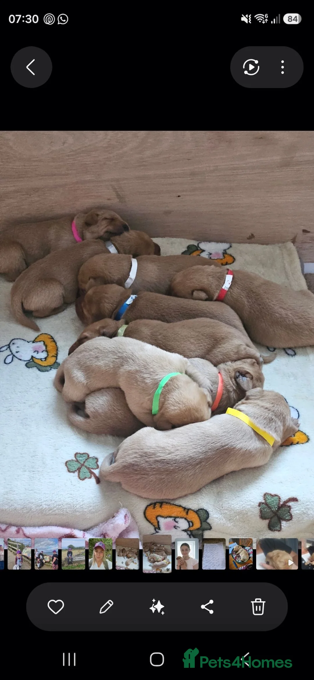 Labrador Retriever dogs for sale: Labrador puppies in Scarborough - Advert 2