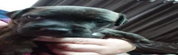 Staffordshire Bull Terrier dogs for sale: Exceptional Staffordshire bull Terrier Puppies - Advert 26