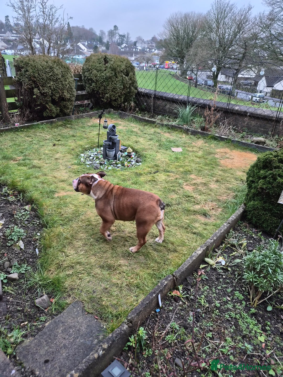 English Bulldog dogs for sale: Sad sale of our girl Martha - Advert 4