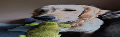 Golden Retriever 1
