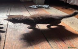 British Longhair cats for sale: 4 beautiful kittens - Image 6