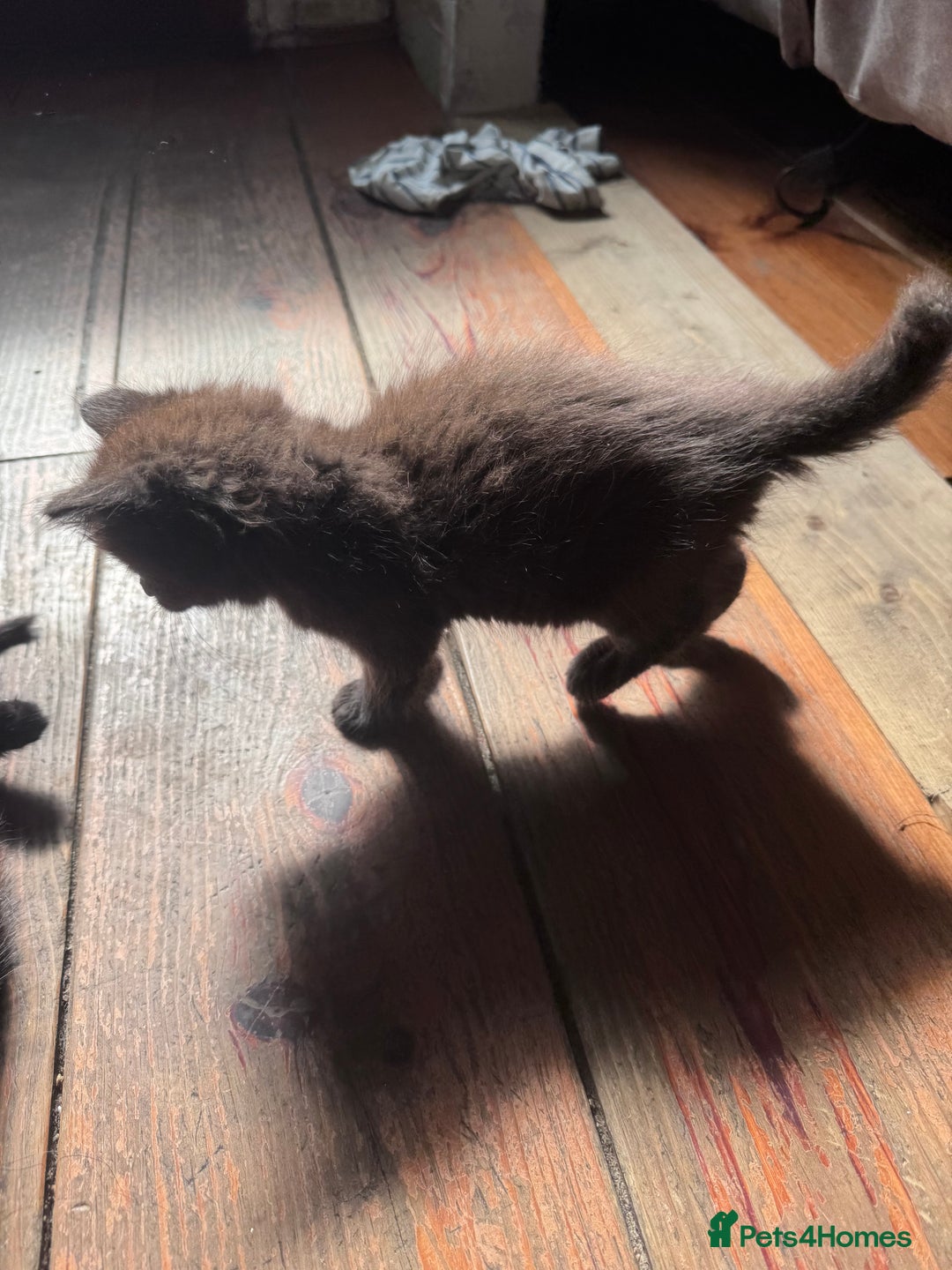 British Longhair cats for sale: 4 beautiful kittens - Image 6