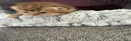 British Shorthair cats for sale: British shorthair  - Advert 12