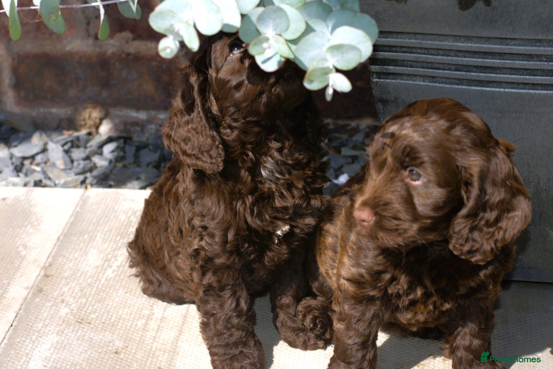 Cockapoo dogs for sale: X3 Chunky Cockapoo Puppies-Ready now!  - Image 8